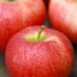 エルスター / Elstar apple