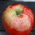 ハニークリスプ / Honeycrisp apple