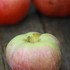 ノーザン・スパイ / Northern Spy apple