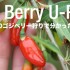 カナダで唯一ゴジベリー(クコの実)狩りができる農園に行って分かった真実5つ
