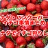 年中美味しいの？カナダ・バンクーバーのイチゴ事情まとめ＋ストロベリーピッキング情報
