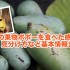 【保存版】バナナ+マンゴー？幻の果物ポポー(Pawpaw)を食べてみた感想+歴史・栄養・見分け方