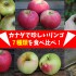 カナダで珍しいリンゴ7種類を食べ比べ(Macoun / Golden Russet / Arlet / Tolman Sweet / Old Pearmain / Lindle / Arkansas Red)