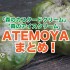【選び方や栄養は？】森のアイスクリーム「アテモヤ」まとめ！実際に食べた感想！